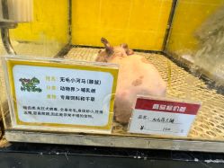 -神奇动物撸宠馆·羊驼·小浣熊·异宠(豫园店)