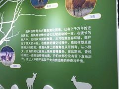 -北京鹿世界主题园