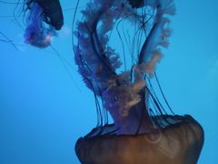 -太平洋海底世界