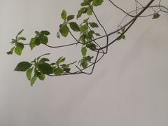 -Eu2+ coffee(上大路店)
