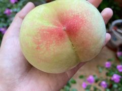 -老袁家蜜桃农场·阳山水蜜桃