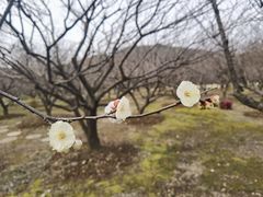 -香雪海