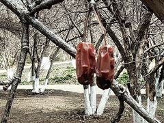 -扬州市茱萸湾风景区