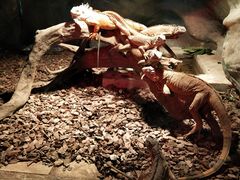 -西安秦岭野生动物园