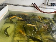 -三文彩虹鳟鱼庄