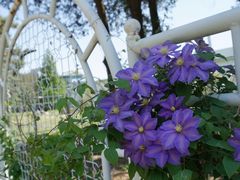 -国家植物园南园