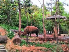 -清迈夜间动物园