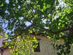 -王记西鎮电烤肉(汶上路店)