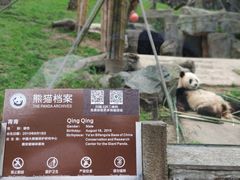 -都江堰中华大熊猫苑