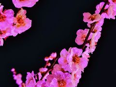 -无锡梅园公园