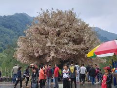-四川省成都市彭州市白鹿镇