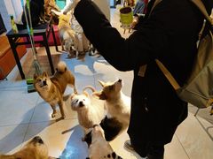 -萌喵咖啡屋(人民东路4号口M16商铺店)