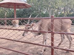 -大连森林动物园