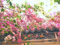 -深圳国际园林花卉博览园