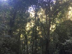 -莫里热带雨林景区