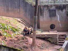 -中国大熊猫保护研究中心雅安碧峰峡基地
