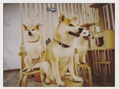 -柴迷FANS CLUB·柴犬狗咖·猫咖