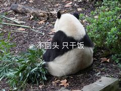 -成都大熊猫繁育研究基地