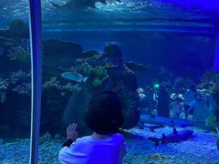 -江和美海洋公园