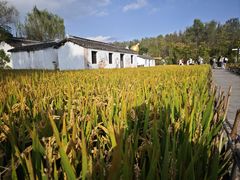 -溱湖国家湿地公园