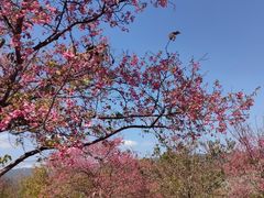 -天适樱花悠乐园