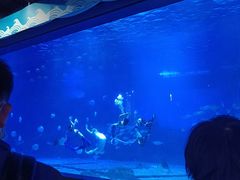 -烟台海昌鲸鲨海洋公园