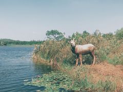 -溱湖国家湿地公园