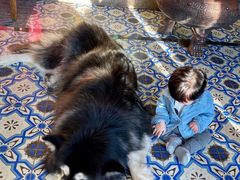 -more than meow吴止猫主题餐厅(承德 中船汇店)