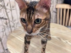 -楼上猫咖(罗湖店)