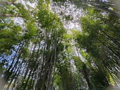-苏家围·东江画廊旅游景区