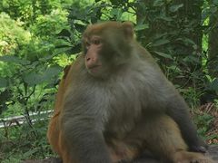 -黔灵山公园