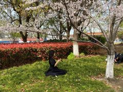 -高东镇樱花园