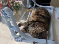 -关爱宠物医院·猫科中心·消化科(滨湖万达分院)