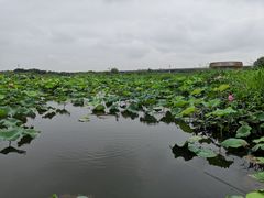-荷塘月色湿地公园·向阳花洲