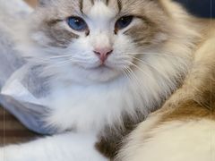 -MOCHA明星猫咖(田子坊店)