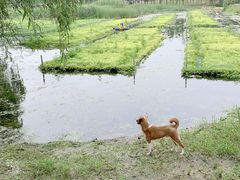 -洋湖国家湿地公园