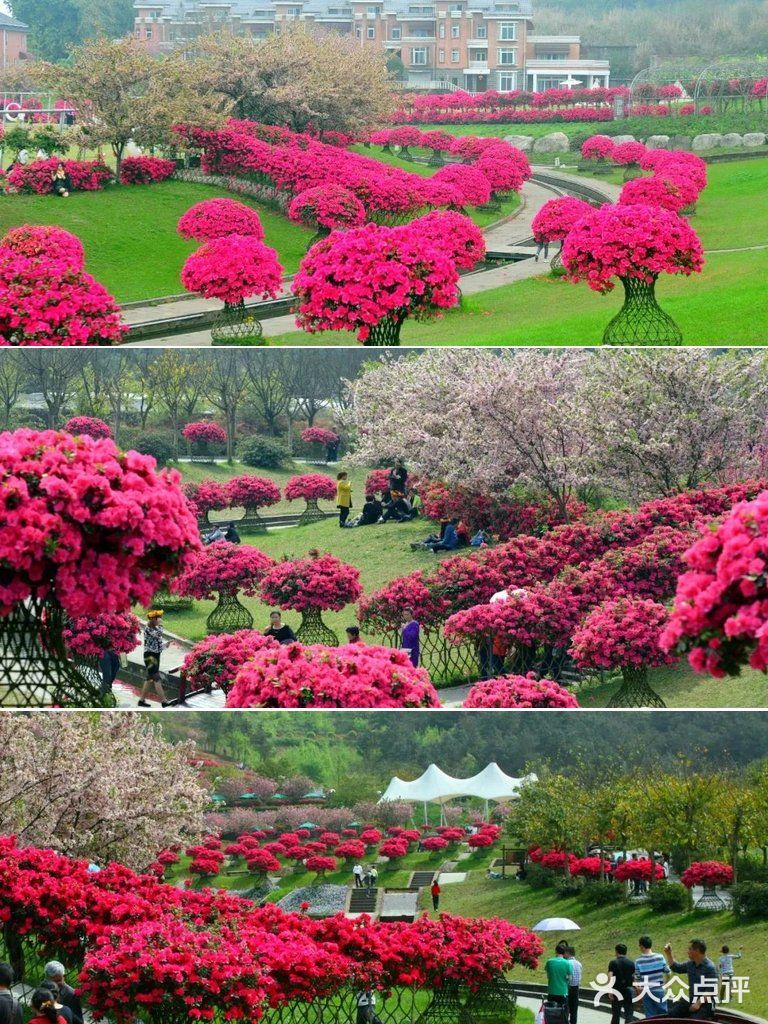 成都绣球花，解锁花舞人间绝佳拍照地