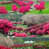 成都绣球花，解锁花舞人间绝佳拍照地