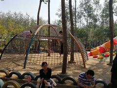 -合肥滨湖国家森林公园