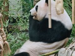 -灵玲国际马戏城