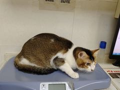 -芭比堂动物医院广州顽皮分院