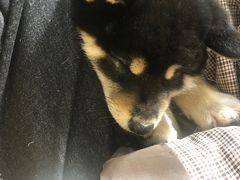 -逗柴咖啡屋·狗咖猫咖宠物桌游