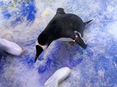 -芜湖新华联大白鲸海洋公园