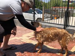 -趣玩宠物乐园寄养训犬训狗游泳池