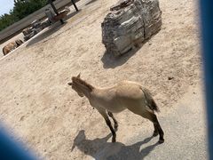 -鄂尔多斯野生动物园