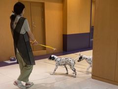 -帕帕拉兹宠物(亚洲旗舰店)