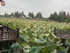 -军山湖云水间水上餐厅(进贤店)