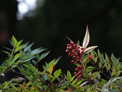-杭州植物园