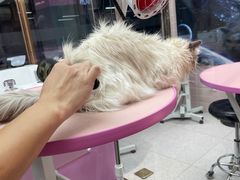 -FAELING PETS美天灵宠物(富力广场店)