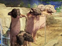 -正佳雨林生态植物园